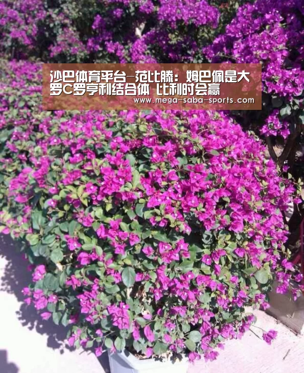 沙巴体育app